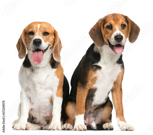 Two sitting and panting Beagles, Dogs, cut out