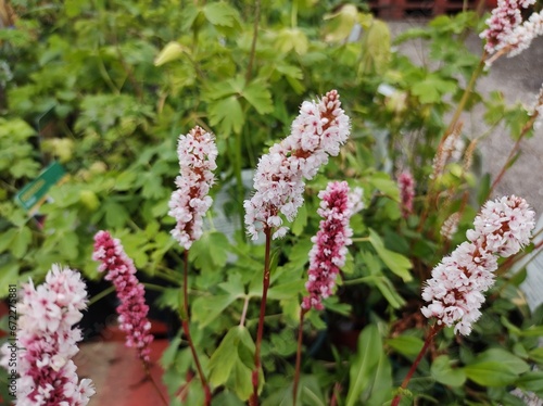 Persicaria affinis 'Donald Lowndes'