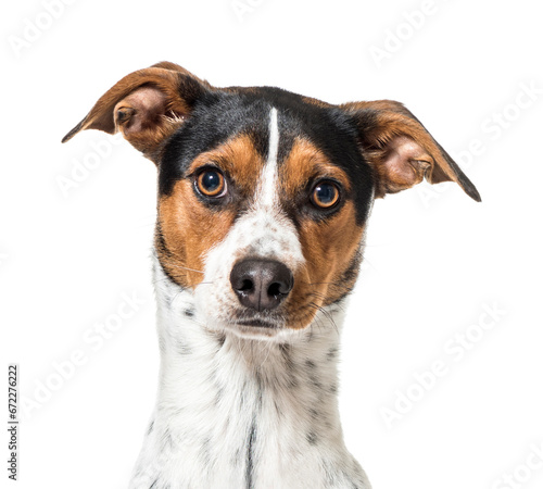 Close-up of a Ratonero Bodeguero Andaluz Dog