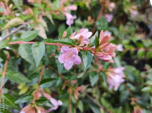 Abelia x grandiflora 'Edward Goucher'