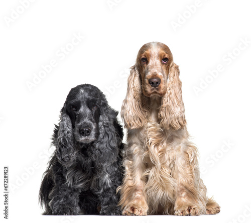 Two Cocker Spaniel, Dog, Sitting together, cut out