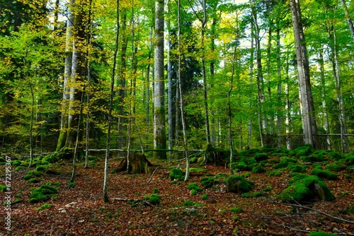 Beautiful mixed conifer and broadleaf Rajhenav temperate forest in Kocevski Rog, Slovenia with moss covered rocks on the ground