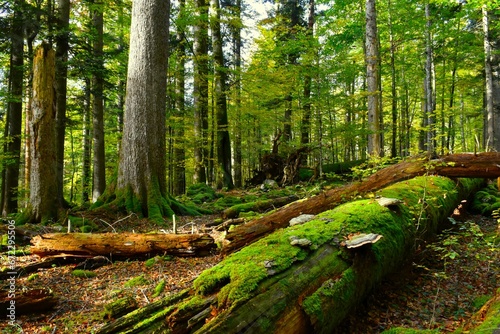 Moss and fungi covered decomposing tree trunk in Rajhenav primeval temperate, mixed broadleaf and conifer forest in Kocevski Rog, Slovenia