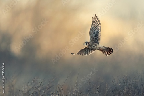 Common kestrel flying over the field with a blurred background