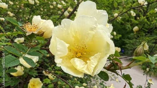 Rosa 'Harison's Yellow', also known as R. × harisonii, the Oregon Trail Rose or the Yellow Rose of Texas, is a rose cultivar that originated as an accidental hybrid in the early 19th century. Probably