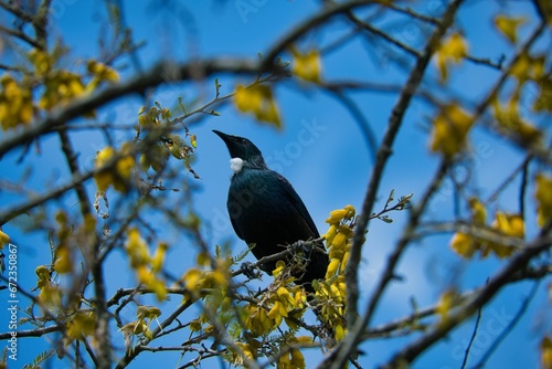 Low angle shot of a black tui bird perched on a tree branch