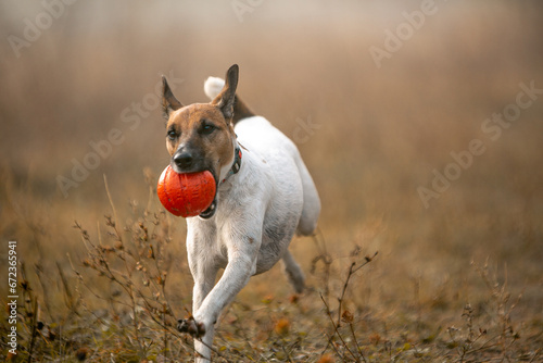 jack russell terrier running in the field