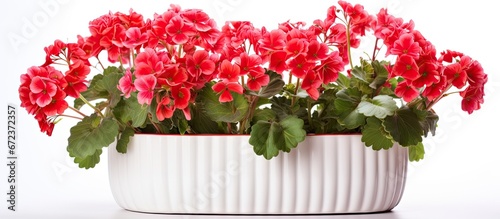 A white flower pot holds a red pelargonium which is set apart on a white background