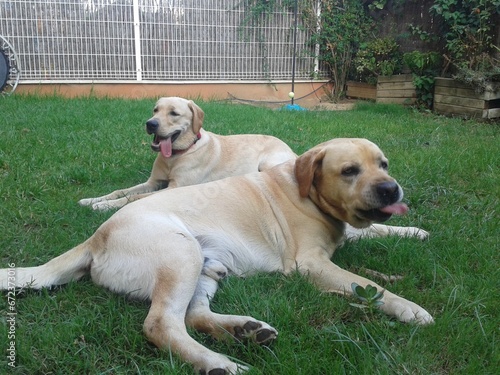 Perros labrador