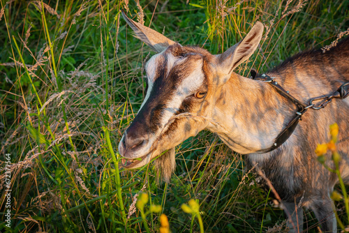 Koza pasąca się na łące ujęcie z bliska | Goat grazing in the meadow close up shot