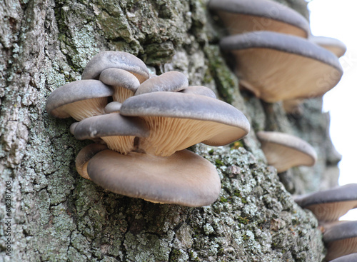 Oyster mushroom (Pleurotus ostreatus) grow in the wild
