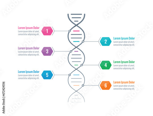 dna symbol, dna chain infographic template. information template with six options. business infographic concept