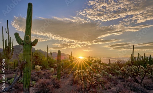 Spectacular sunrise in Sabino Canyon, Tucson, AZ with tall Saguaro cacti against the orange sky