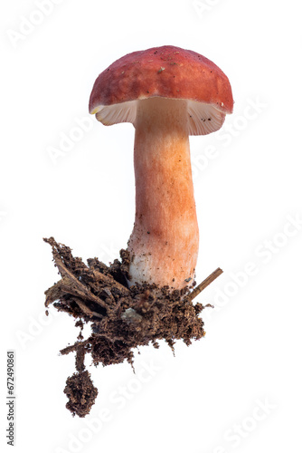 Blod red Russula on white