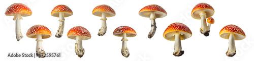 Amanita Muscaria Mushrooms ( Fly Agaric ) collection isolated on transparent background.