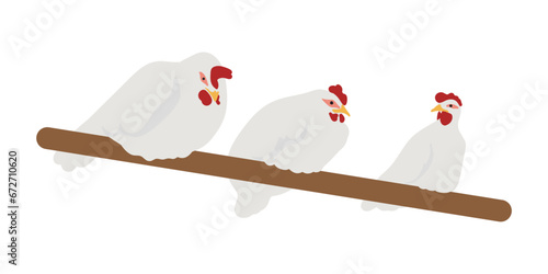 White Leghorn Chickens on roost