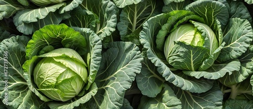 Bunch of cabbage leaves detailed texture background. from Generative AI