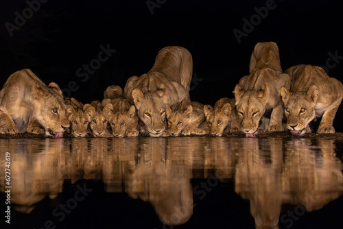 Nine lions with cubs drinking in the night