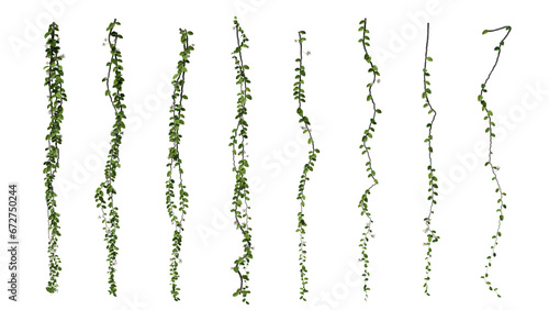 vine plant jungle climbing isolated on transparent background