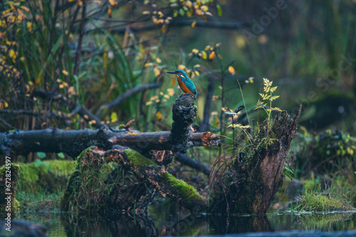 Eisvogel auf Baumstamm