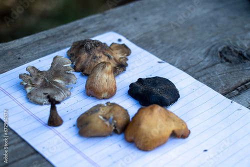 Making spore prints with foraged mushrooms