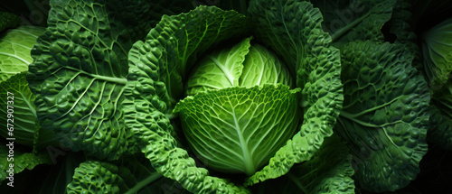 Vibrant green cabbage leaves close-up.