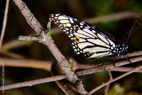 Mariposas monarca, estado de mexico, México