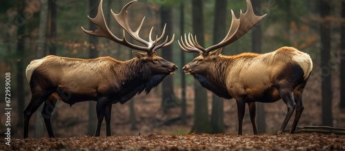 Two enormous male elk assessing each other in preparation for a friendly bout Picture captured in the Elk State Forest located in Elk County Benezette Pennsylvania