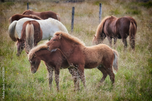 icelandic horses on pasture, one beat another