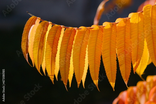 Liście sumak octowiec, kolor żółto pomarańczowy na czarnym tle, jesień