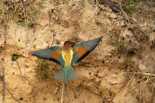 Common bee-eater Meropidae Zolna