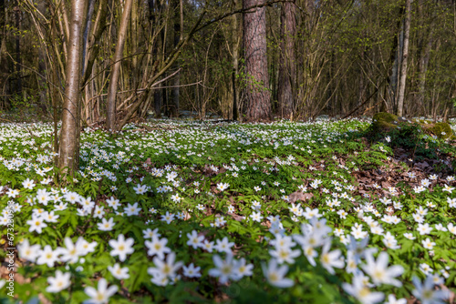 the first spring flowers of anemone are white in a mixed forest