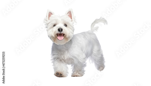 walk white jack russell terrier isolated on transparent background cutout