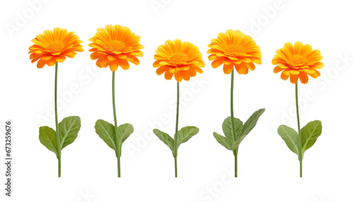 set of orange flowers isolated on transparent background cutout