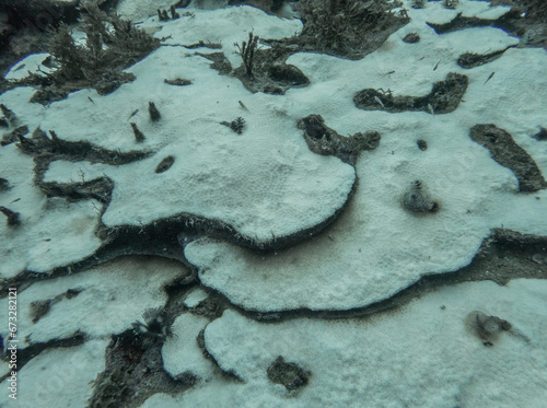 Blanchiment des coraux à cause du réchauffement climatique.