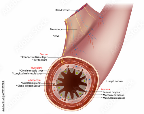 Small Intestine Diagram. Cross-section of a typical segment of the intestinal wall showing the layers: mucosa, submucosa, muscularis, and serosa.