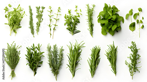 herbs isolated on white background. mint, basil, sage, thyme, parsley, dill, rosemary, etc.