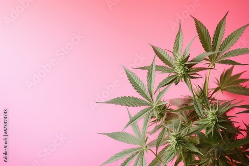 Front view close up of a lovely green marijuana plant with hemp leaves on a pink background