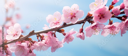 In spring the branch of the fruit tree is adorned with new and vibrant pink flowers