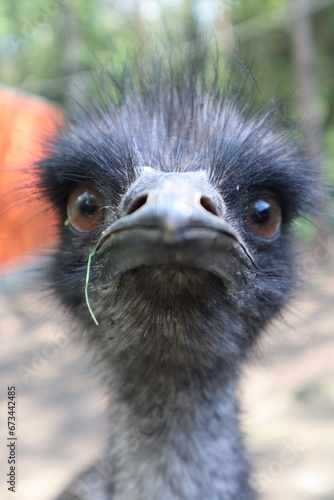 emu close up , Struś , ptak, nielot, emu, a kuku, czego tu, An ostrich, a bird, a flightless bird, an emu, a cuckoo, you name it