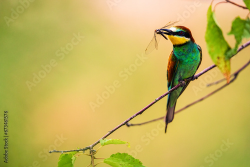 European bee-eater with captured insects