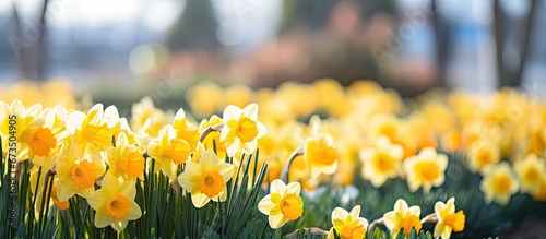 Close up of yellow narcissus flowers freshly bloomed in an outdoor flowerbed