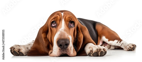 A basset hound reclining on a backdrop that is white in color