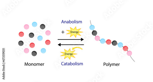 Anabolism, Catabolism. Anabolism is a process of building up complex macromolecules. Catabolism is process of breaking down complex macromolecules into small molecules. ATP energy. Vector design.