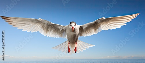 On a summer s day a common tern soars through the air