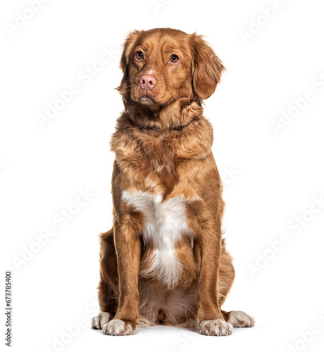 Sitting Toller or Nova Scotia Duck Tolling Retriever, Isolated on white
