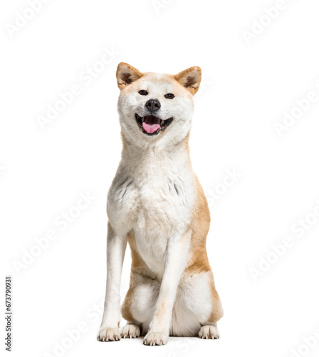Panting Akita Inu dog sitting, isolated on white