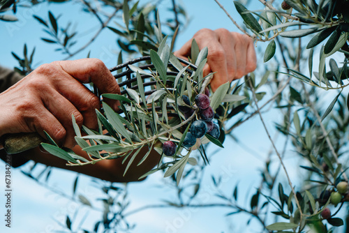 man harvests some olives using a comb-like tool
