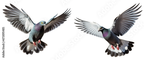Flying pigeon isolated on transparent or white background, PNG