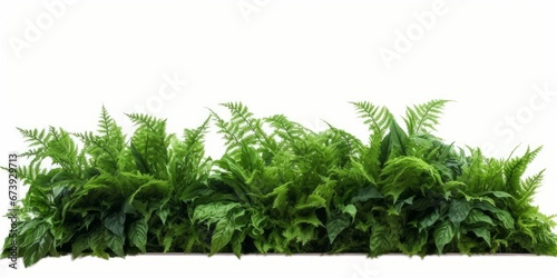 Tropical foliage plant bush nature frame layout of Fishtail fern or forked giant sword fern (Nephrolepis spp.) the shade garden landscaping shrub plant on white background with clipping, Generative AI